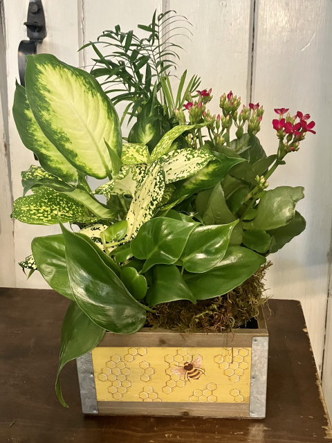 butterfly Garden