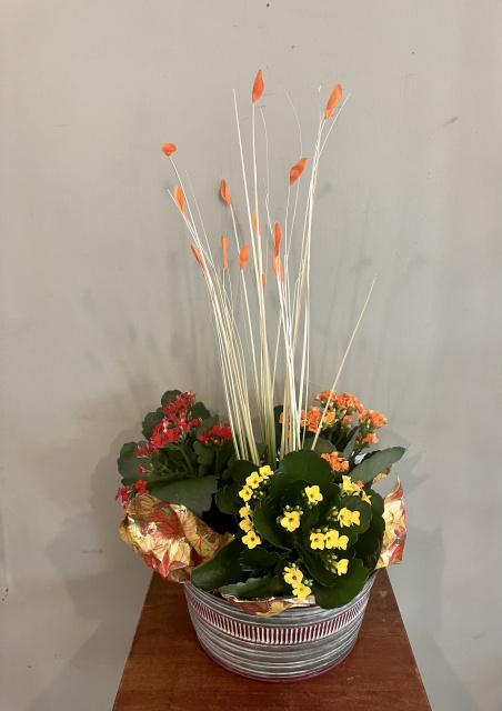 Alstromeria Dish Garden