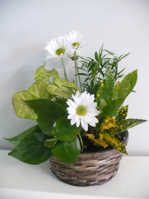 Daisy and Plant Basket