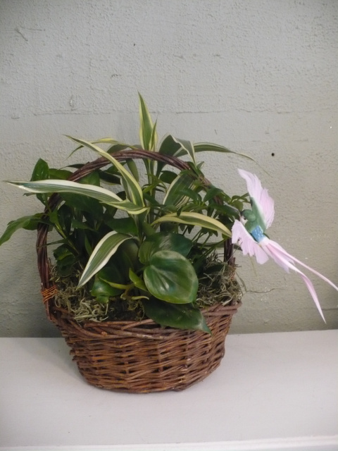 Humming bird Plant Basket
