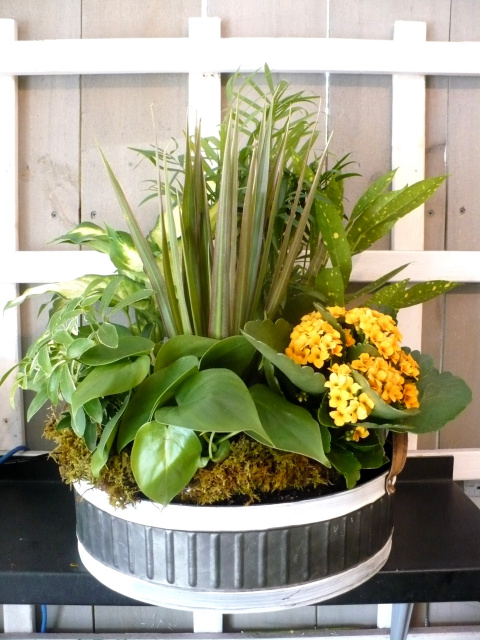 Humming bird Plant Basket