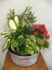 Alstromeria Dish Garden